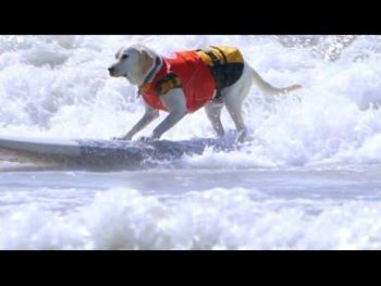 Δείτε τα ανεπανάληπτα σκυλιά surfers ( Video)