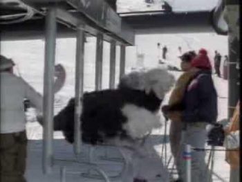 Μπορεί να κάνει σκι μια στρουθοκάμηλος; (video)