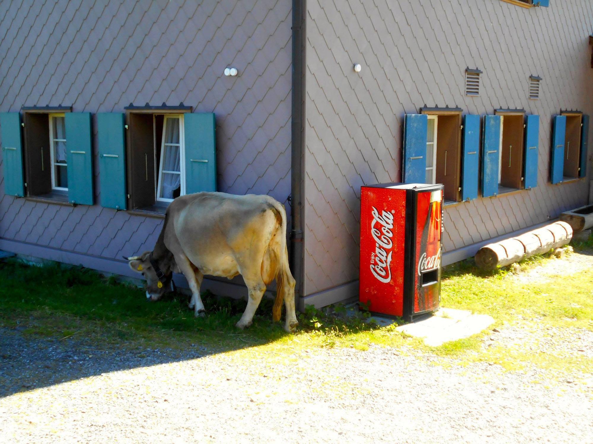 Έσχατη λύση: H Coca Cola επενδύει στο… (πανάκριβο) γάλα – Τι σχεδιάζει;