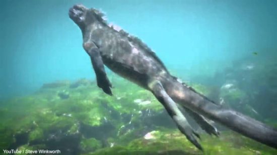 Δείτε το Ιγκουάνα – Godzilla που προκαλεί τρόμο στο βυθό της θάλασσας! (video)