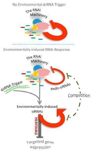 heritable-RNAi-responses