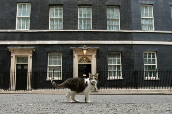 Άγριος τσακωμός στη Downing Street! Ο πρωθυπουργικός γάτος έχει πλέον έναν ισχυρό αντίζηλο (video)