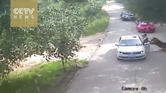 Η απίστευτη στιγμή που τίγρης κατασπαράζει μία επικίνδυνα αφελή τουρίστρια (video)