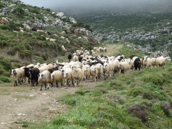Τροφή για σκέψη και άφθονο γέλιο το βοσκοτόπι του Καλογρίτσα