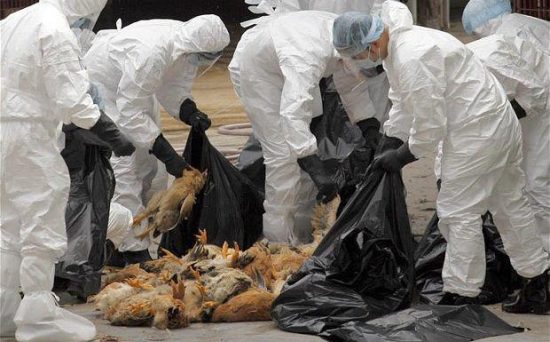Η γρίπη των πτηνών χτυπά ξανά την Ευρώπη. Γιατί είναι σε εγρήγορση η Θεσσαλονίκη