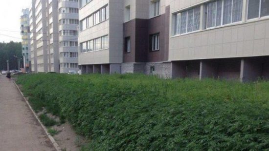 Δήμαρχος θεριακλής: Αντί για γκαζόν φύτεψε κάνναβη γύρω από το κτίριο του δημαρχείου