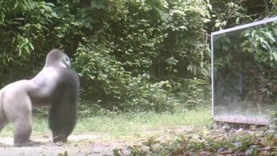 Δεν θα πιστεύετε πως αντιδρούν τα ζώα όταν κοιτάζονται στον καθρέφτη! (video)