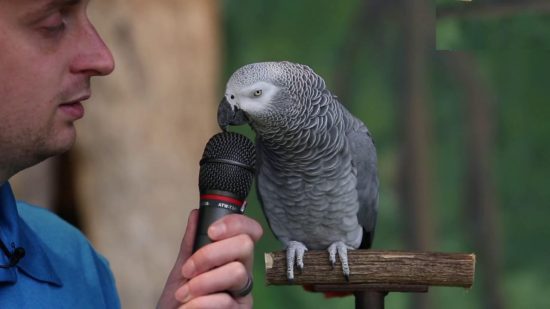 Δείτε τον πανέξυπνο παπαγάλο που τραγουδάει ακόμα και το Smoke on the Water (video)