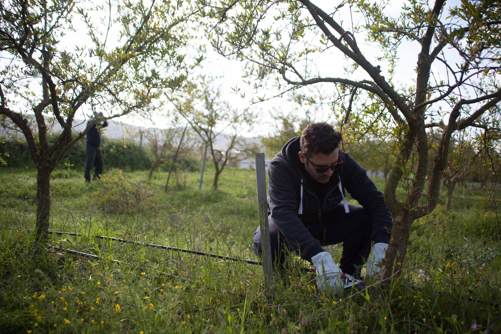Ο Αντώνης Ντινιακός καθαρίζει τις ροδιές από τα αγριόχορτα στο κτήμα του Κώστα Μπινιέρη, στην Αλισσό Αχαΐας.