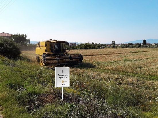 Πρώτος θερισμός στον Πειραματικό Αγρό ΕΖΑ