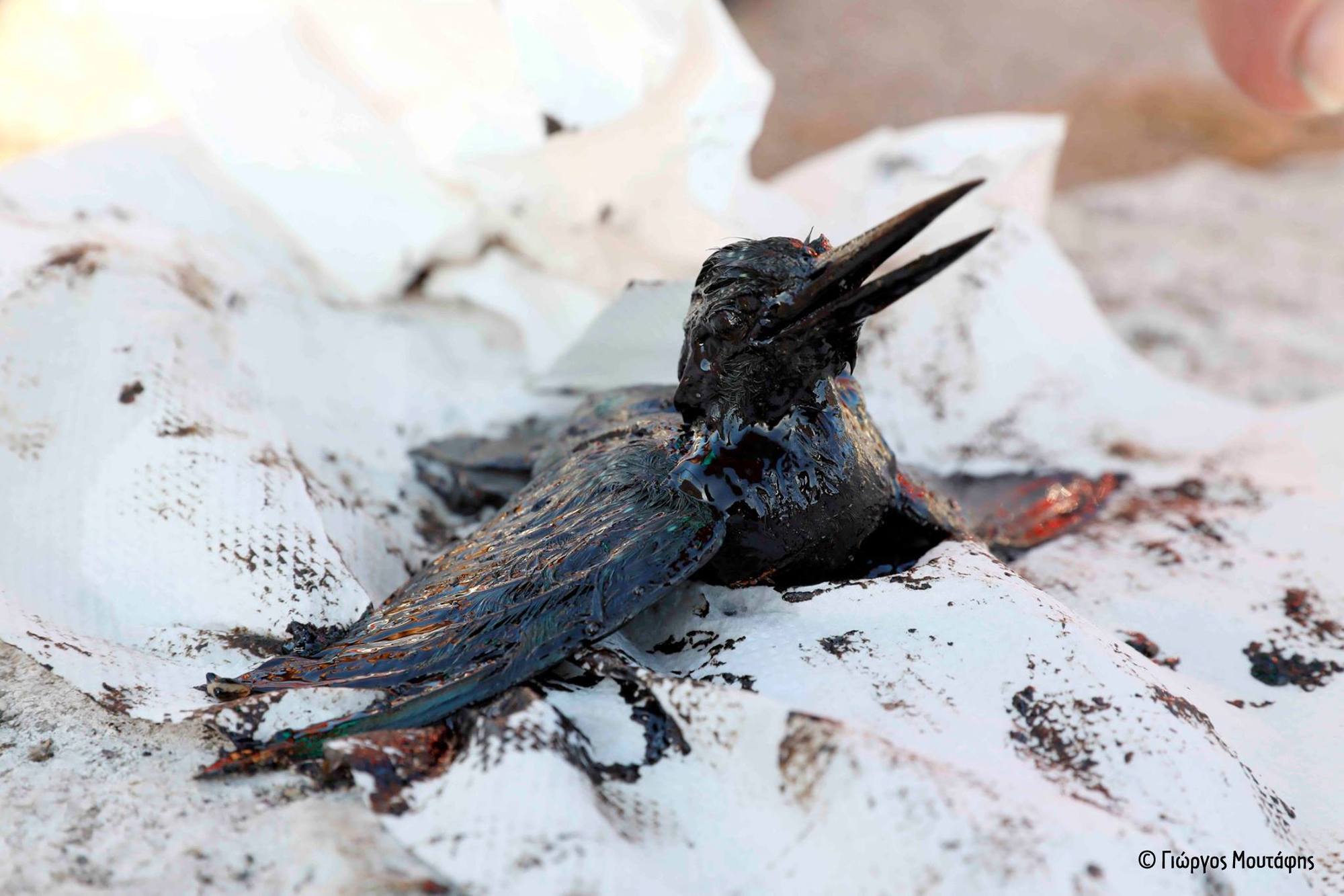 To Exxon Valdez της κυβέρνησης. Ο Αλέξης Τσίπρας πνίγεται στην πετρελαιοκηλίδα του Σαρωνικού