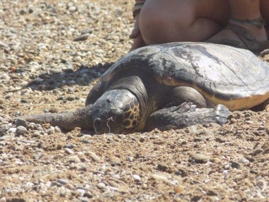Ρέθυμνο: Απελευθέρωση θαλάσσιας χελώνας caretta ceretta	(pics)
