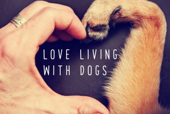 Discover Dogs 2017: Ένα δωρεάν φεστιβάλ για εσάς και τον σκύλο σας!