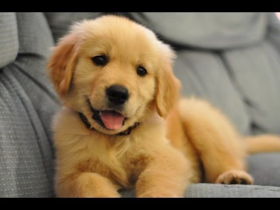 Golden Retriever: Τα πιο γλυκά κουτάβια (video)