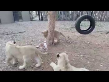 Ποιος είναι το αφεντικό; (video)