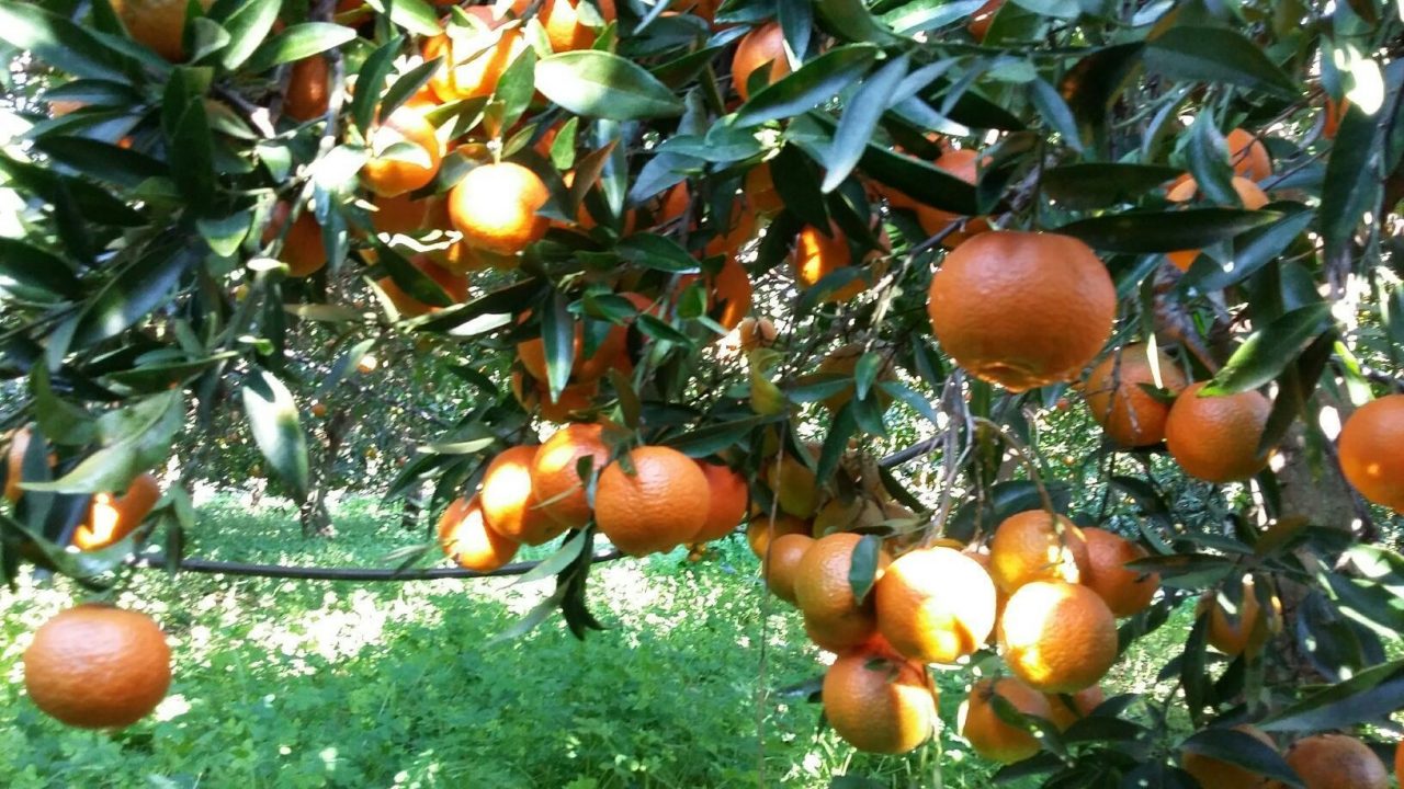 Πορτοκάλια - Μανταρίνια - Εξαγωγές
