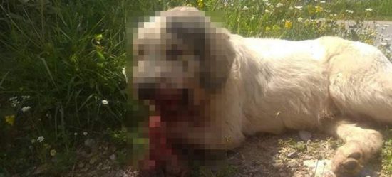 Απίστευτη κακοποίηση σκύλου στην Καλαμάτα: Έβαλαν κροτίδες στο στόμα του!