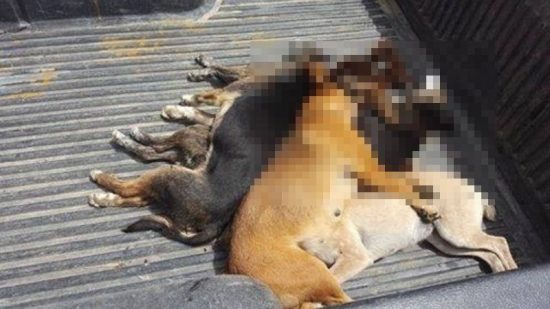 Κρήτη: Καταγγελία για μαζική δηλητηρίαση σκύλων