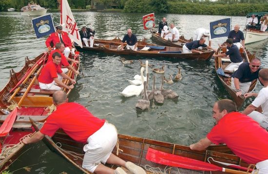 Τι είναι το Swan Upping και γιατί αναβάλλεται για δεύτερη φορά στα 900 χρόνια ιστορίας του