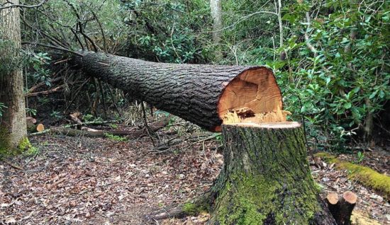 Πέλλα: Νεκρός εντοπίστηκε 57χρονος υλοτόμος που αναζητούταν από το Σάββατο
