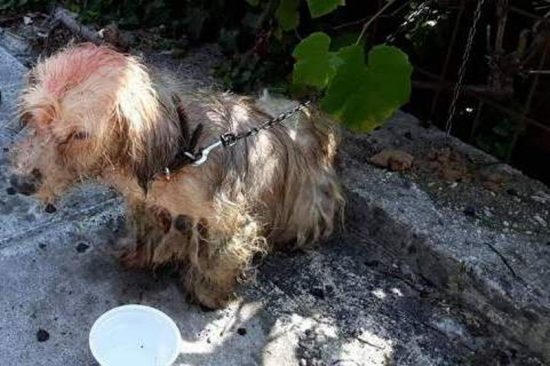 Πρόστιμο 30.000 ευρώ επειδή έλουσε σκυλάκι με πετρέλαιο