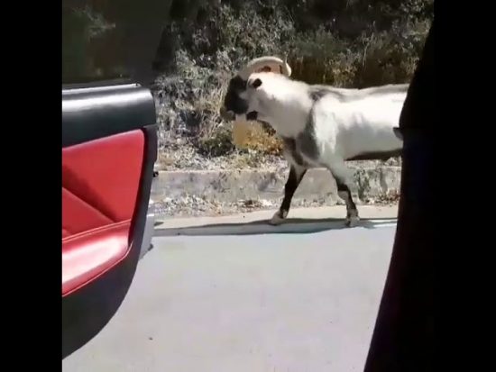 Τράγος στην Κρήτη κάνει το Kiki Challenge! (video)