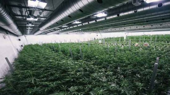 Canopy Growth: Τα σχέδια για μονάδα κάνναβης στην Ελλάδα