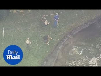 Πώς παγίδευσαν αλιγάτορα που επιτέθηκε σε ηλικιωμένο 