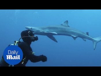 Δείτε τι έγινε όταν δύτης ήρθε πρόσωπο με πρόσωπο με καρχαρία