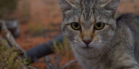 Η κυβέρνηση της Αυστραλίας αποφάσισε τον θάνατο 2 εκατομμυρίων αδέσποτων γατών!