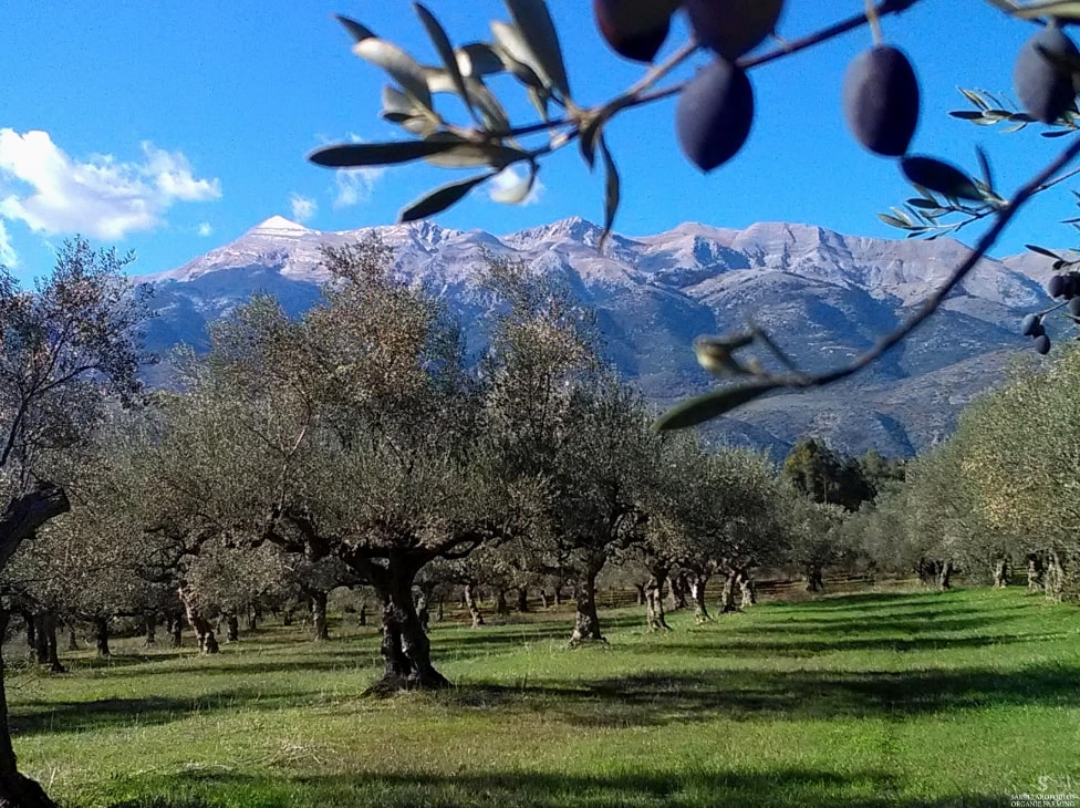 σακελλαροπουλος