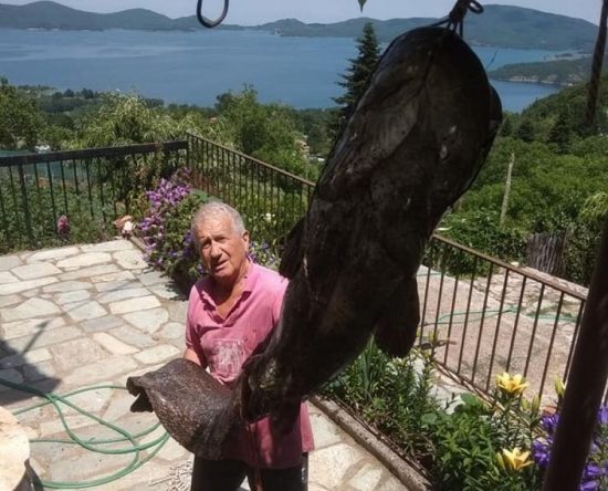 Ψάρεψε γουλιανό «μαμούθ» 70 κιλών στη Λίμνη Πλαστήρα (pics)