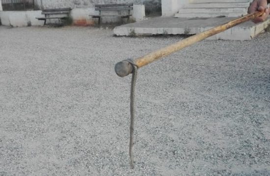 Τα απρόοπτα των εκλογών: Αναστάτωση με φίδι σε εκλογικό τμήμα