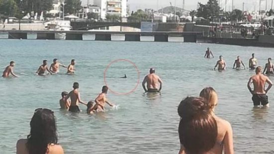 Χαλκίδα: Λουόμενοι σκότωσαν ξιφία που βγήκε στα ρηχά για να γεννήσει! (video)