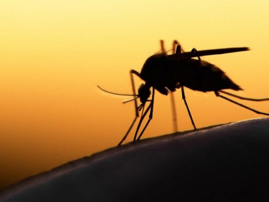 ΙΣΑ: Ανησυχία για τα νέα κρούσματα του ιού του Δυτικού Νείλου