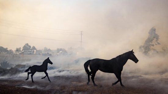 Viral video από τις φωτιές στην Καλιφόρνια: Άλογο τρέχει προς τις φλόγες και σώζει την οικογένειά του