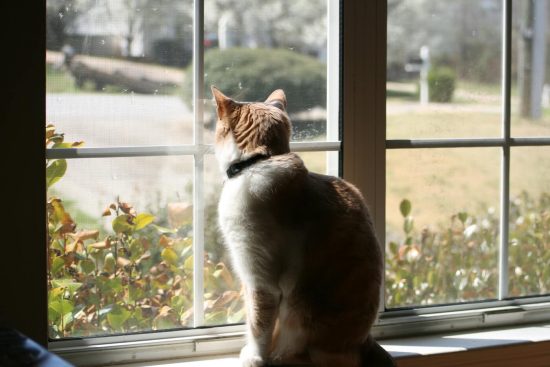 PETA: Tips για την καραντίνα που μπορούμε να διδαχθούμε από τις… γάτες