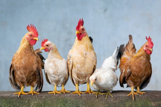 Τι σχέση έχει το πετρέλαιο με τα μπουτάκια κοτόπουλο; Κι όμως έχει…