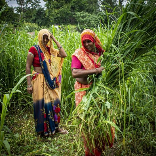 Σε αυτό το χωριό της Ινδίας, για κάθε κορίτσι που γεννιέται φυτεύονται 111 δέντρα