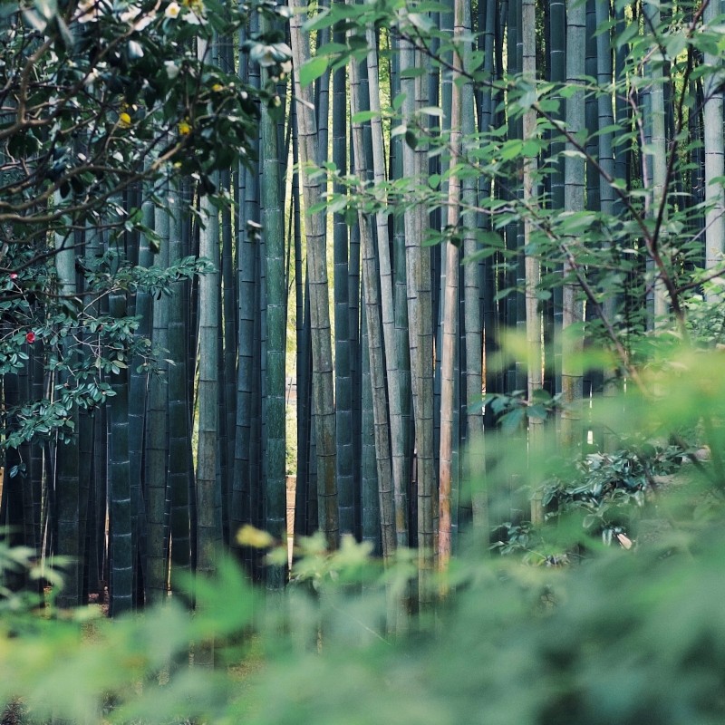 Ξυλόφωνο σε δάσος στην Ιαπωνία παίζει μουσική του Μπαχ