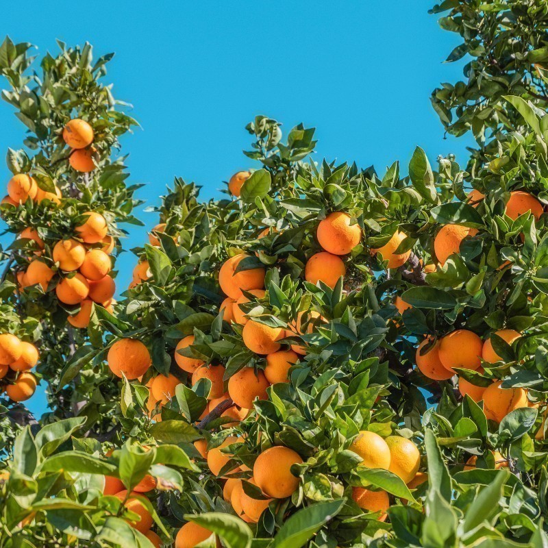 Η «πράσινη» πρωτοβουλία της Σεβίλλης: Τα πορτοκάλια μετατρέπονται σε ηλεκτρικό ρεύμα για το καλό του πλανήτη