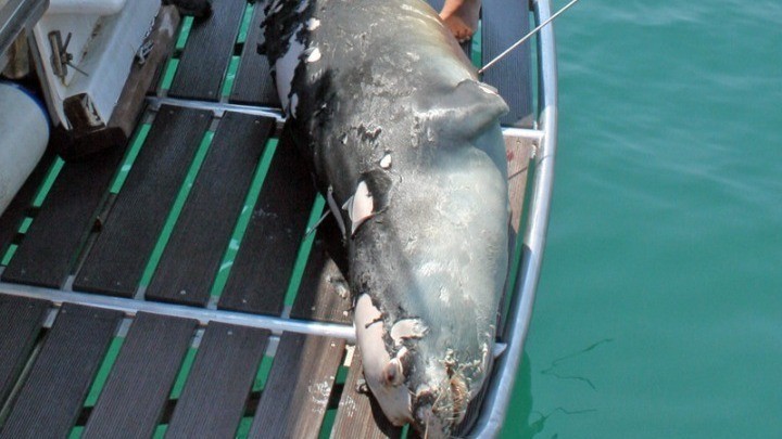 Σκότωσαν με ψαροντούφεκο τη διάσημη φώκια-μασκώτ της Αλοννήσου, Κωστή