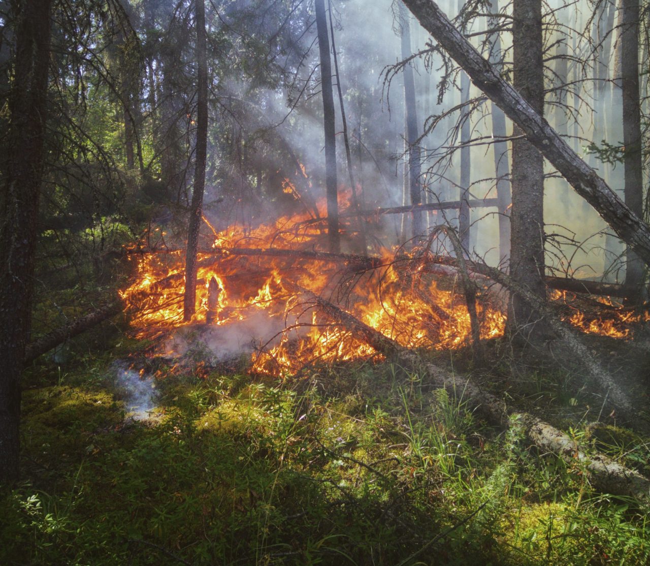 Meteo: Πολύ υψηλός ο κίνδυνος δασικών πυρκαγιών σήμερα - Έως τους 46 βαθμούς η θερμοκρασία