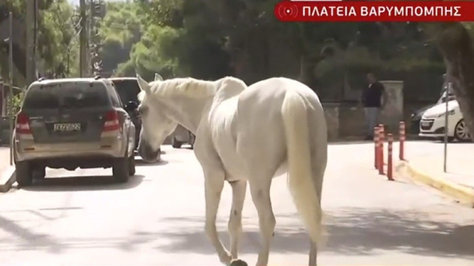 Βαρυμπόμπη: Ασφαλή τα 250 άλογα που κινδύνευσαν από την πυρκαγιά