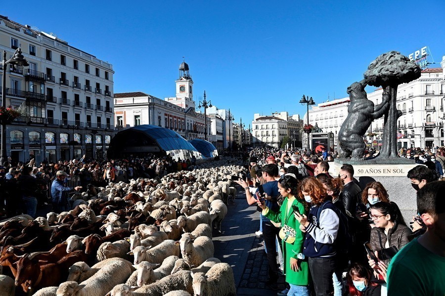 Μαδρίτη: Πρόβατα κατέκλυσαν τους δρόμους της πρωτεύουσας της Ισπανίας
