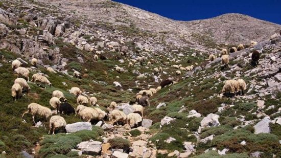 Ρέθυμνο: Ο Όρκος των Βοσκών, ως μέρος των εθιμικών παραδόσεων της κληρονομιάς του Ψηλορείτη, σε ντοκιμαντέρ
