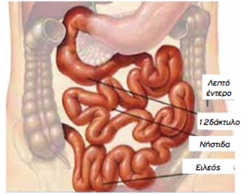 καρκίνος λεπτού εντέρου