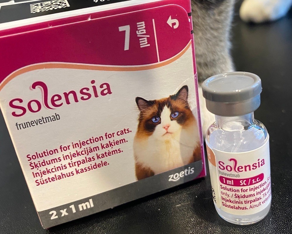 FDA: Ενέκρινε ένα φάρμακο για την ανακούφιση πόνου σε γάτες με οστεοαρθρίτιδα