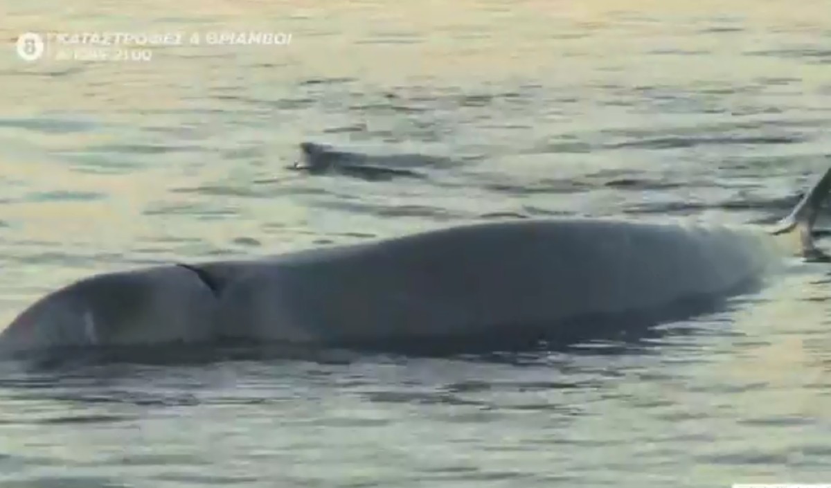 Τραυματισμένη φάλαινα εντοπίστηκε στα ρηχά του Αλίμου