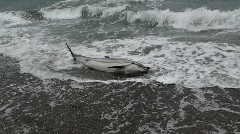 Το νεκρό δελφίνι στην ακτή της παραλίας Νυφίδας στη Μυτιλήνη